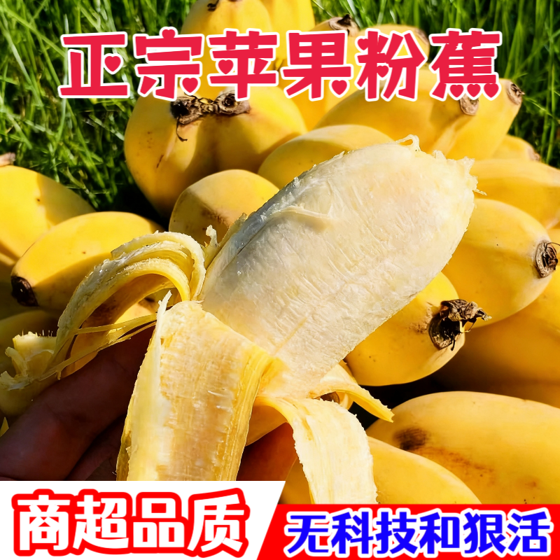 【正宗广西苹果蕉】新鲜香蕉正宗粉蕉奶蕉蛋蕉小芭蕉不泡药苹果焦