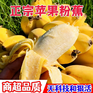 新鲜香蕉正宗粉蕉奶蕉蛋蕉小芭蕉不泡药苹果焦 正宗广西苹果蕉