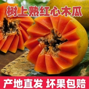 雷州冰糖心树上熟牛奶木瓜新鲜应季 下奶水果 树上熟红心木瓜