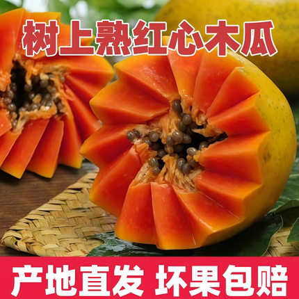 【树上熟红心木瓜】雷州冰糖心树上熟牛奶木瓜新鲜应季下奶水果