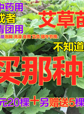 野生蕲艾草苗艾蒿苗盆栽食用青团艾叶种植苗泡脚驱蚊艾苗艾草根苗