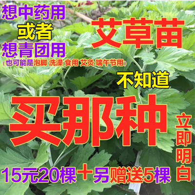 野生蕲艾草苗艾蒿苗盆栽食用青团艾叶种植苗泡脚驱蚊艾苗艾草根苗