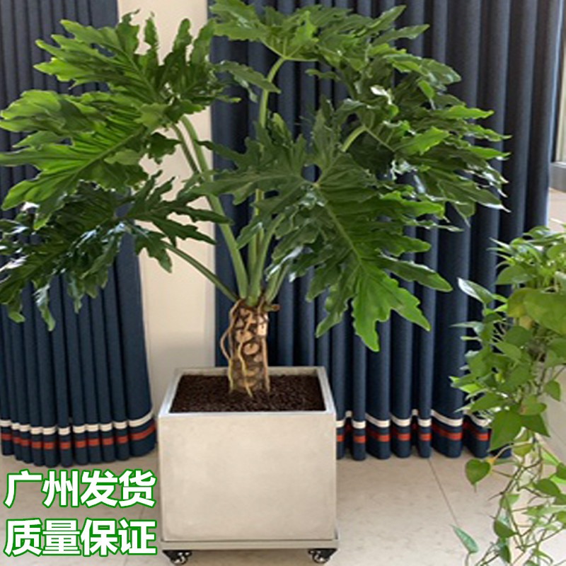 龙鳞春羽蔓绿绒老桩盆栽室内大型绿植书房客厅吸甲醛水培观叶植物-封面