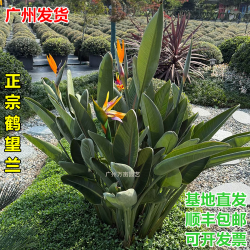 开红花鹤望兰盆栽真花带花天堂鸟
