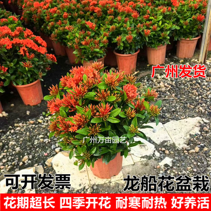 龙船花盆栽带花苞室外阳台绣球花卉庭院花园老桩植物好养开花不断