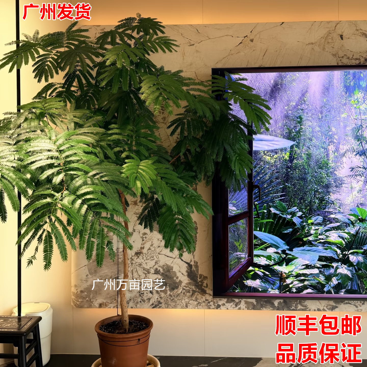 密叶猴耳环老桩盆栽日本进口室内客厅网红植物办公室桌面好养绿植