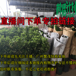 绿植直播间 关注:广州繁茂绿植基地 主播每天不定时免费送超优惠
