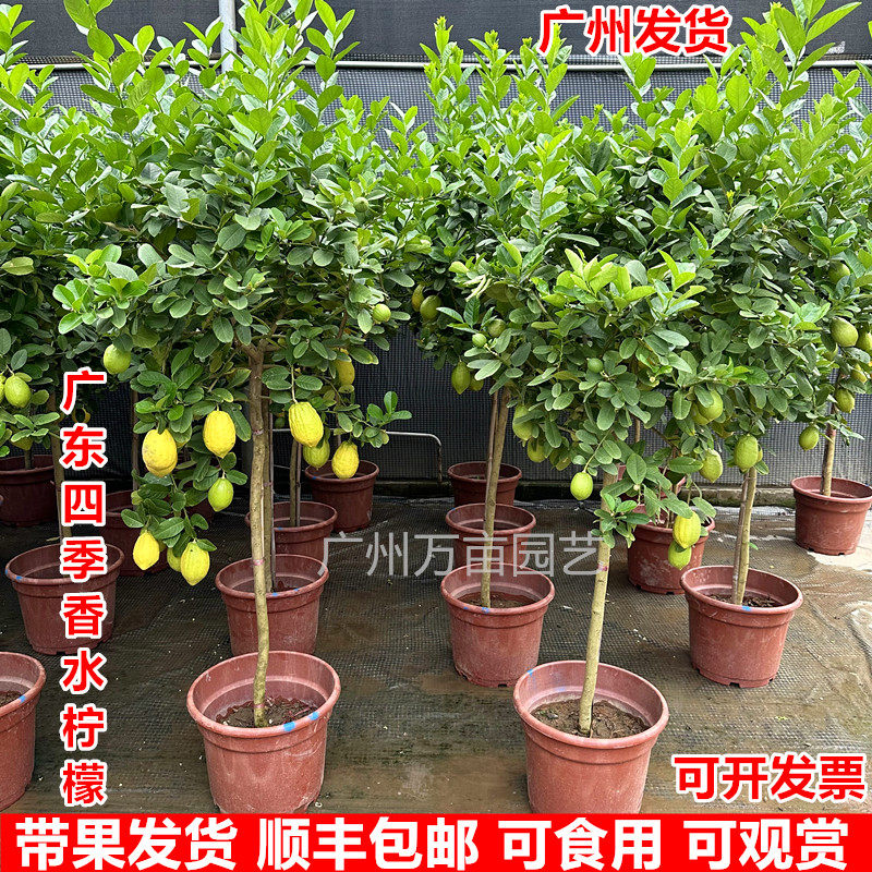 广东香水柠檬树盆栽室内客厅阳台四季开花结果好养大型绿植可食用