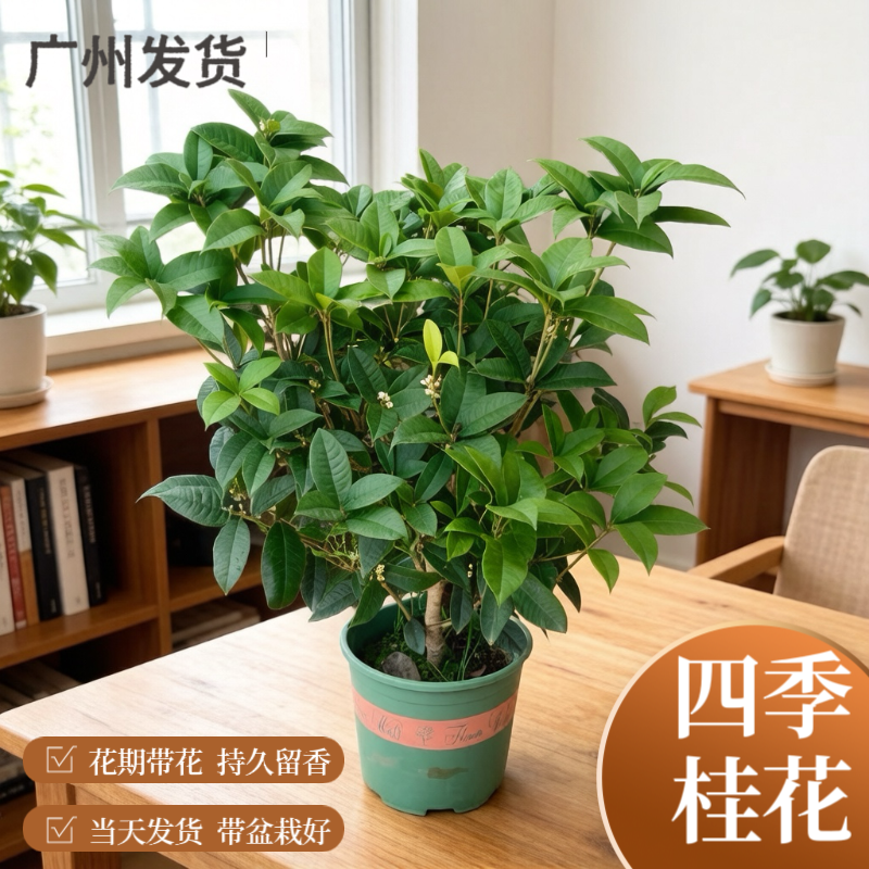 广州四季桂花树苗原盆土花期带花