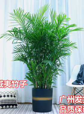 夏威夷竹子大型盆栽绿植客厅室内四季常青吸甲醛净化空气好养植物