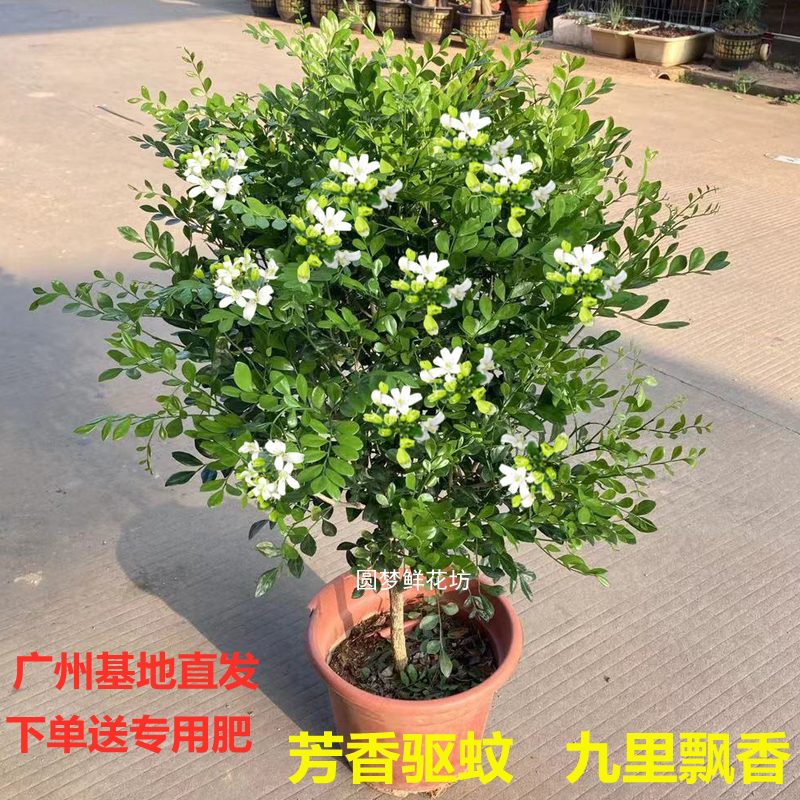 驱蚊九里香花苗盆栽绿植物老桩四季开花卉带花苞独杆七里香室内外-封面