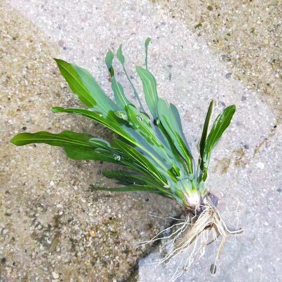 鱼缸活体水草大叶九冠绿九冠中后景水草阴性绿九冠 皇冠草草场