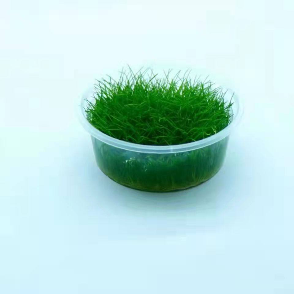 日本无菌杯迷你牛毛毡活体阴性淡水草植物鱼缸造景前景草坪草坪