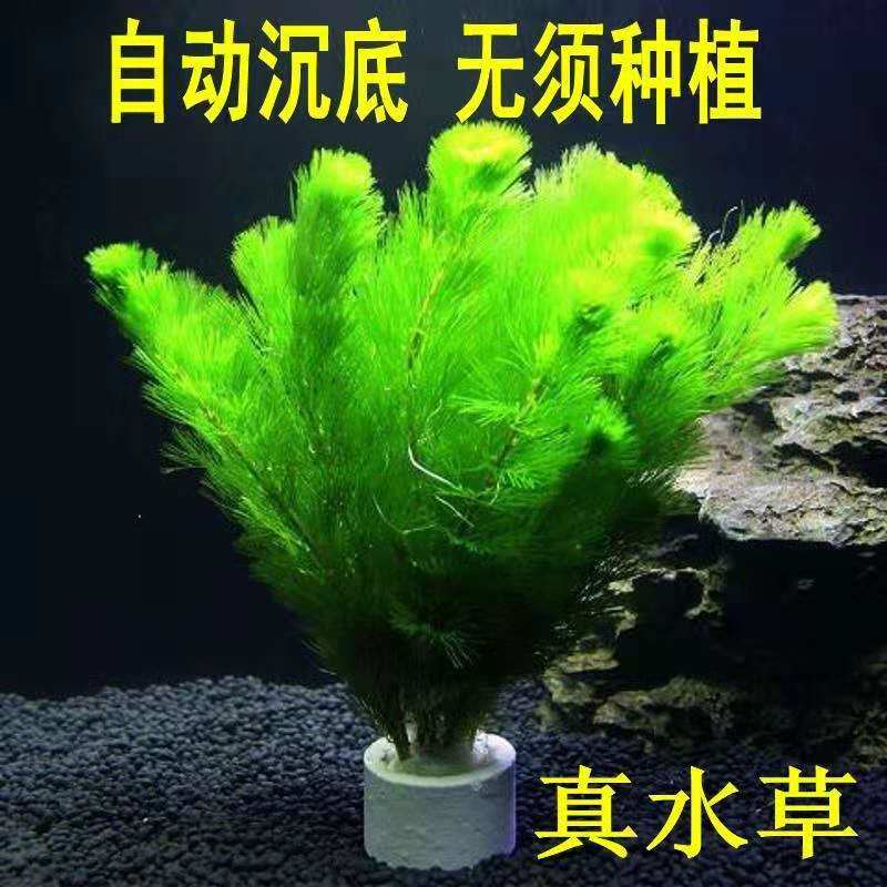 鱼缸水族箱真水草松尾绿菊花水草造景套餐水族增氧植物阴性后景草