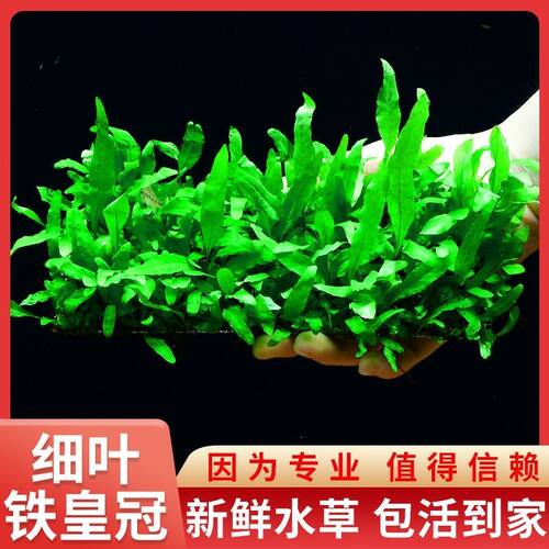 粗叶铁皇冠8*20cm片装鱼缸细叶铁皇冠草缸造景懒人水阴性淡水草