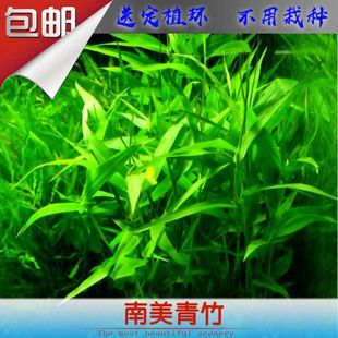水族箱鱼缸定植竹节草中后景南美水竹青竹水草缸新手好养定植阴性