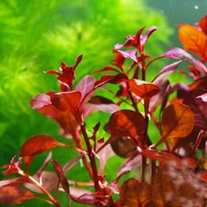 水族箱鱼缸造景真水草-/红丁香/盆/15支装前景草满9.8元包邮