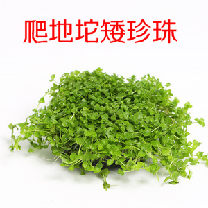 爬地矮珍珠 前景草 鱼缸 造景绑沉木 珍珠草趴地珍珠 超好养植物