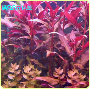 鱼缸水族箱造景 大血心兰 水中叶中后景造景水草10支装 红色水草