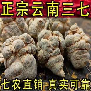 正宗云南文山春三七 正宗田七 特选20头滑头三七  中药材春三七