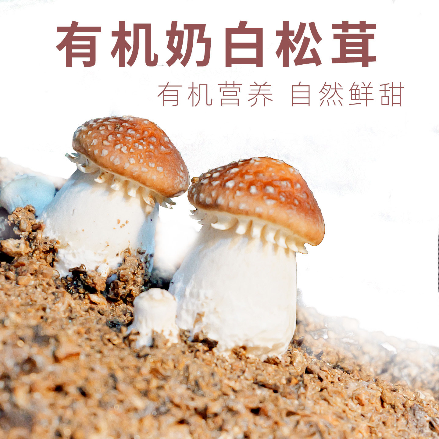 有机新鲜奶白松茸(生鲜赤松茸)