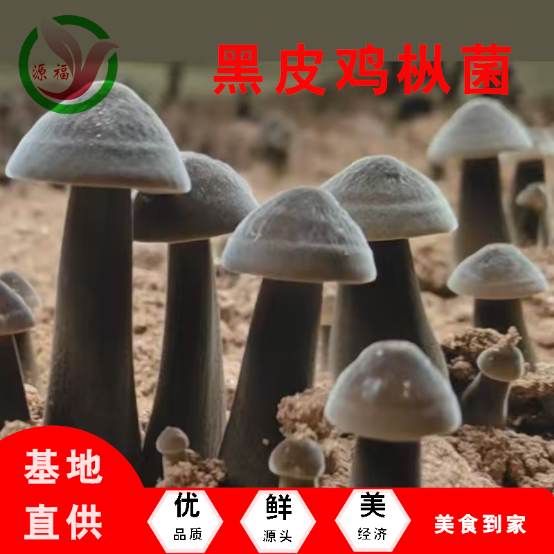 新鲜鸡枞菇磨菇坏单包赔产地直供
