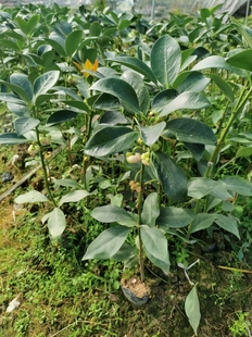 正宗广西大料茴香八角树树苗嫁接苗罗马苗高产矮化结果早陈平品种