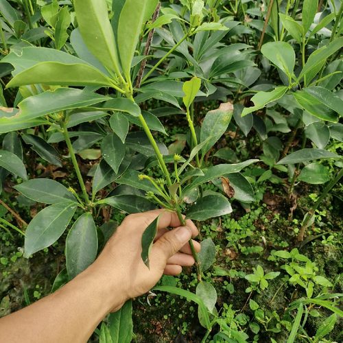 广西新款美观庭院古龙大红嫁接苗矮化高产八角茴香树苗大料带土