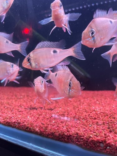 圣塔伦黄腹月亮宝石南美慈鲷鱼食土鲷活体热带观赏鱼底层鱼南美缸