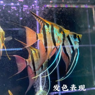 纯种神仙鱼魔门斯卡F1苗子埃及神仙鱼燕鱼热带鱼南美中小型鱼