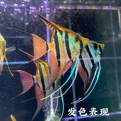纯种神仙鱼魔门斯卡F1苗子埃及神仙鱼燕鱼热带鱼南美中小型鱼
