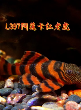 热带淡水异型鱼L397阿莲卡鬼面红老虎异型观赏鱼底栖工具异型活体