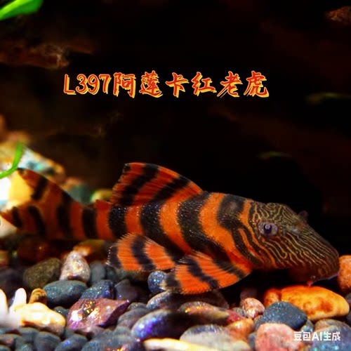 热带淡水异型鱼L397阿莲卡鬼面红老虎异型观赏鱼底栖工具异型活体