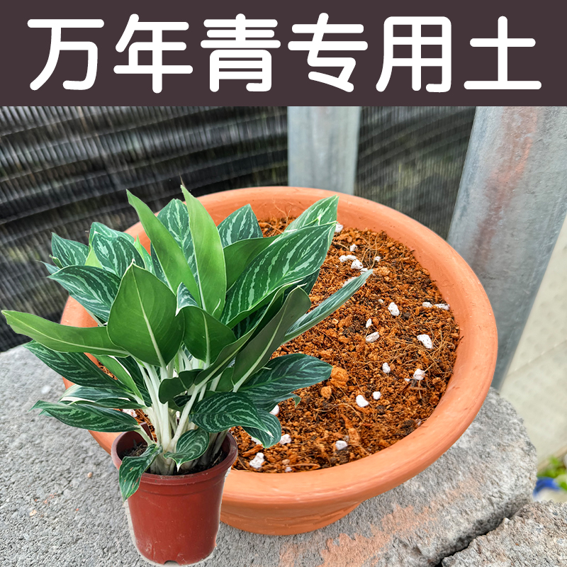 万年青土配方营养土透气顺丰包邮