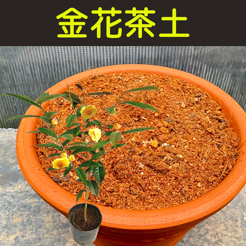 金花茶土透气配方营养土顺丰包邮