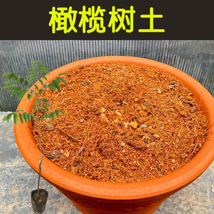 橄榄树土酸性透气透水配方营养专用土盆栽花卉绿植种植土花泥花肥