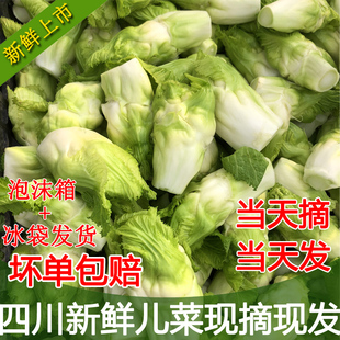 现摘四川特产新鲜儿菜娃娃菜泡菜料抱子芥菜包邮