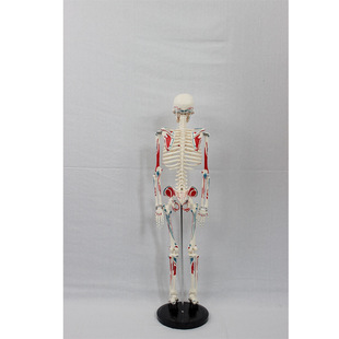 85CM附全身肌肉起止 骨骼标数字人体骨骼模型