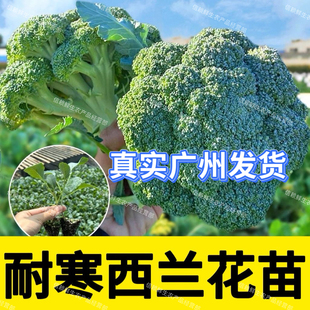 广东西兰花苗耐寒绿花菜秧苗当季种植蔬菜苗高产易种现拔现发带土