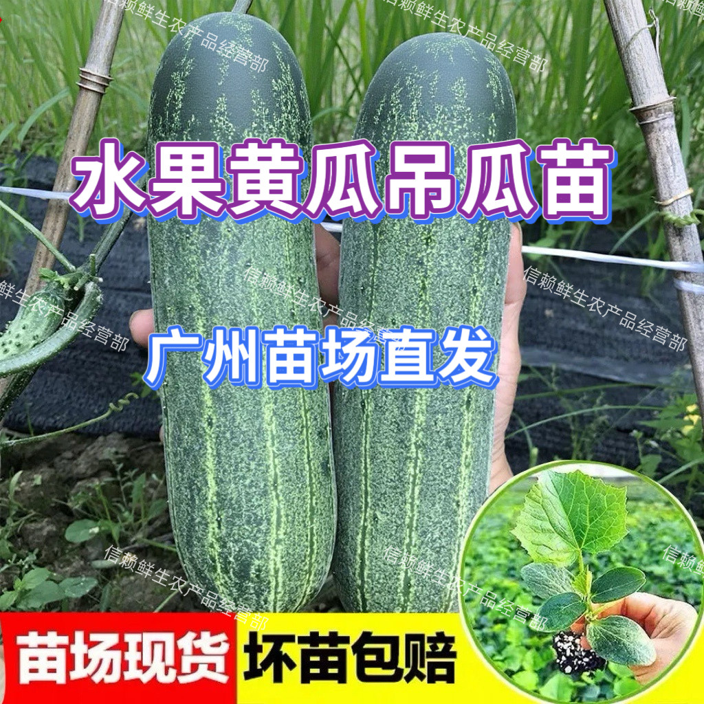 广东水果黄瓜苗花青吊瓜苗旱黄瓜秧苗当季植大黄瓜苗新手易种耐热
