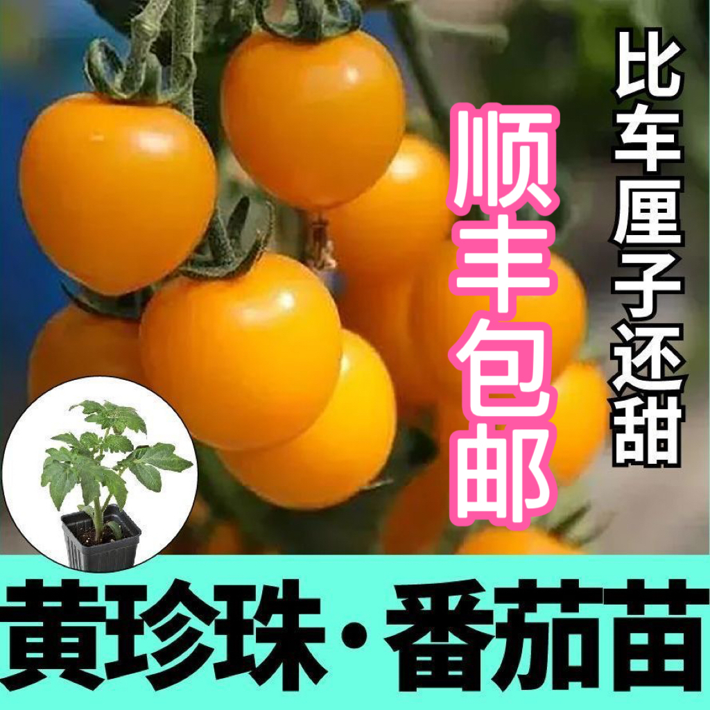 广东黄樱桃小番茄苗30棵黄圣女果5棵水果西红柿种籽当季种植顺丰