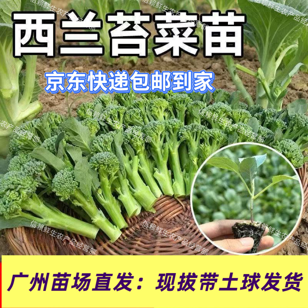 ［当季新品］西兰苔苗广东西兰花菜苔秧苗当季种植蔬菜苗高产易种