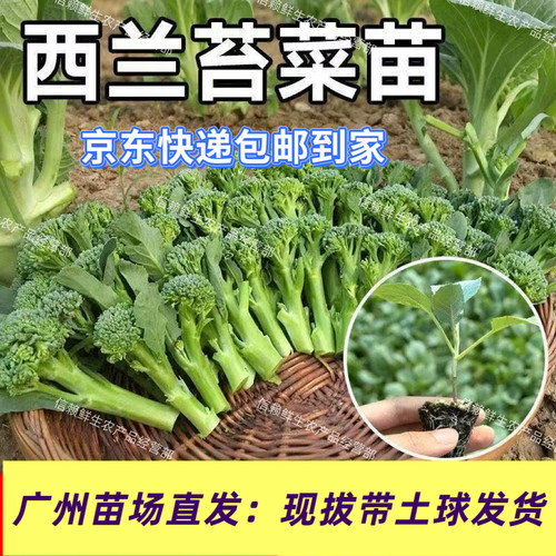 ［当季新品］西兰苔苗广东西兰花菜苔秧苗当季种植蔬菜苗高产易种