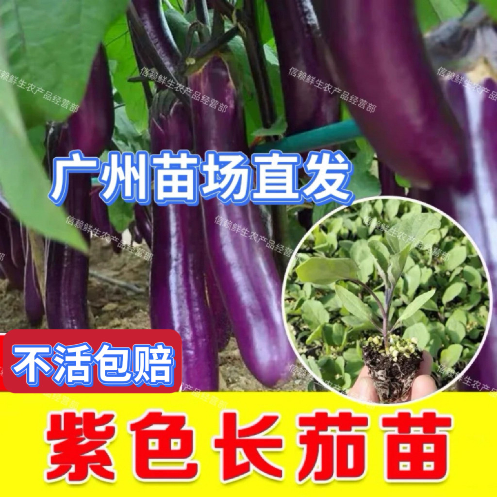 广东茄子苗紫长茄子秧苗青茄子秧苗黑长茄子秧苗阳台庭院现拔现发