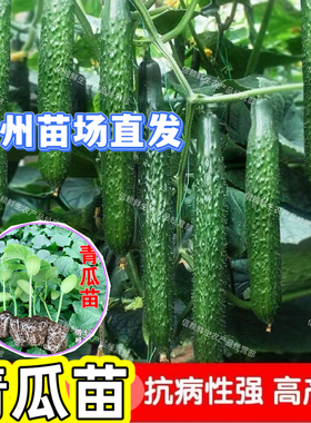 【限时特价】优质刺青瓜苗绿心黄瓜秧苗耐热抗病易种高产阳台庭院