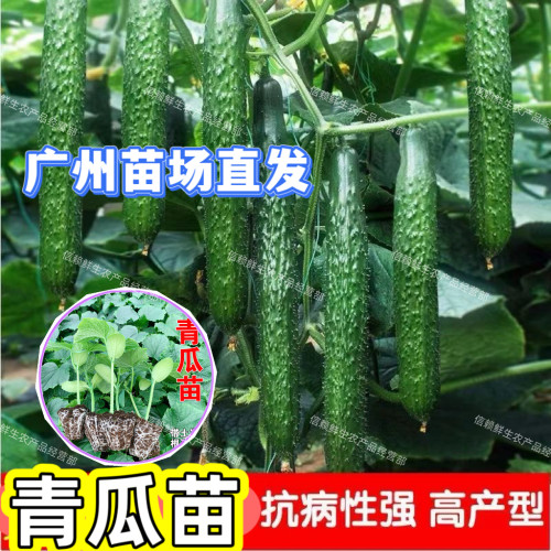 【限时特价】优质刺青瓜苗绿心黄瓜秧苗耐热抗病易种高产阳台庭院