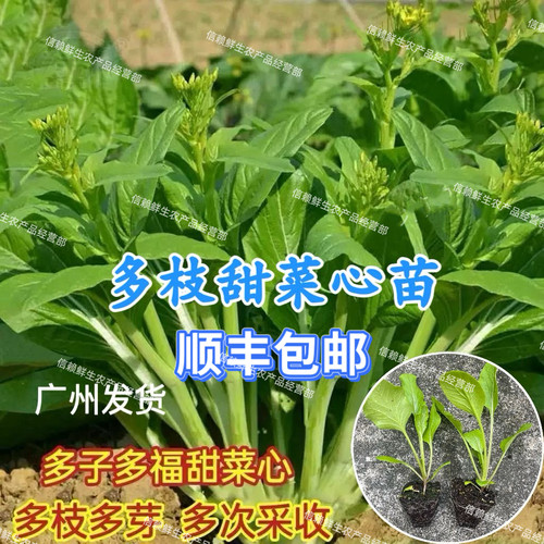 广州多枝多芽甜菜心苗增城迟菜心秧苗现拔带泥当季蔬菜苗