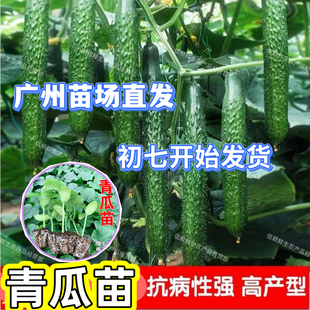 【限时特价】优质刺青瓜苗绿心黄瓜秧苗耐热抗病易种高产阳台庭院