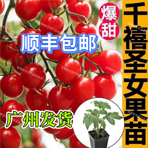 广东千禧圣女果苗红小番茄苗阳台