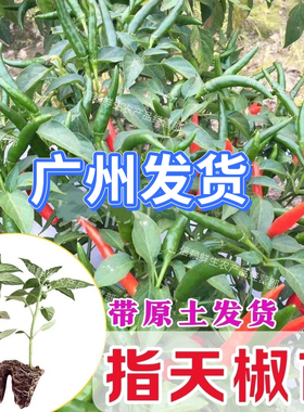 朝天椒苗超辣小米椒秧香辣指天椒苗阳台盆栽辣椒种籽高产现拔现发